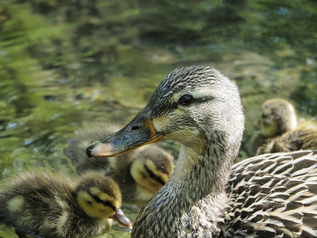 A close-up photograph of a duck, likely a mallard, with its head and neck in focus. The duck has a mottled gray and brown head and neck, with a dark bill. Several small, fluffy ducklings are clustered around the adult duck. They are in a body of water with a slightly blurred, green and brown background. The water's surface reflects the surrounding foliage.