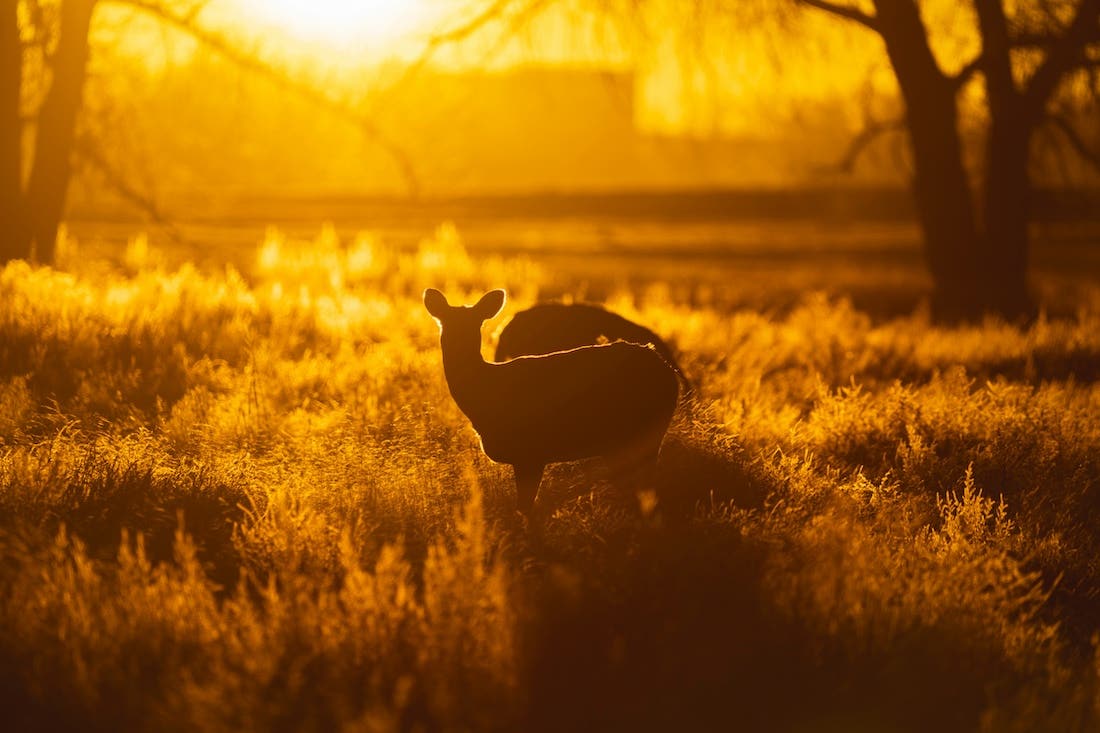 A silhouette of a deer stands in a field of tall grass, backlit by a vibrant golden sunset. The sun's intense light creates a strong orange glow across the entire scene, especially illuminating the grasses in the foreground and background. Bare tree branches are visible as dark silhouettes on the sides of the frame.